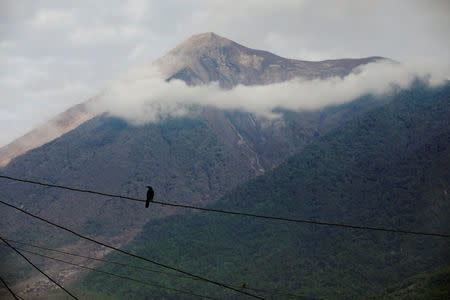 A bird sits on a wire in front of Fuego volcano in Alotenango, Guatemala June 5, 2018. REUTERS/Jose Cabezas