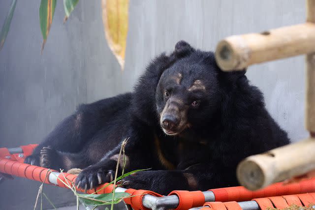 <p>Animals Asia</p> Buzz the bear resting in her den at Animals Asia's sanctuary in Vietnam's Bach Ma National Park