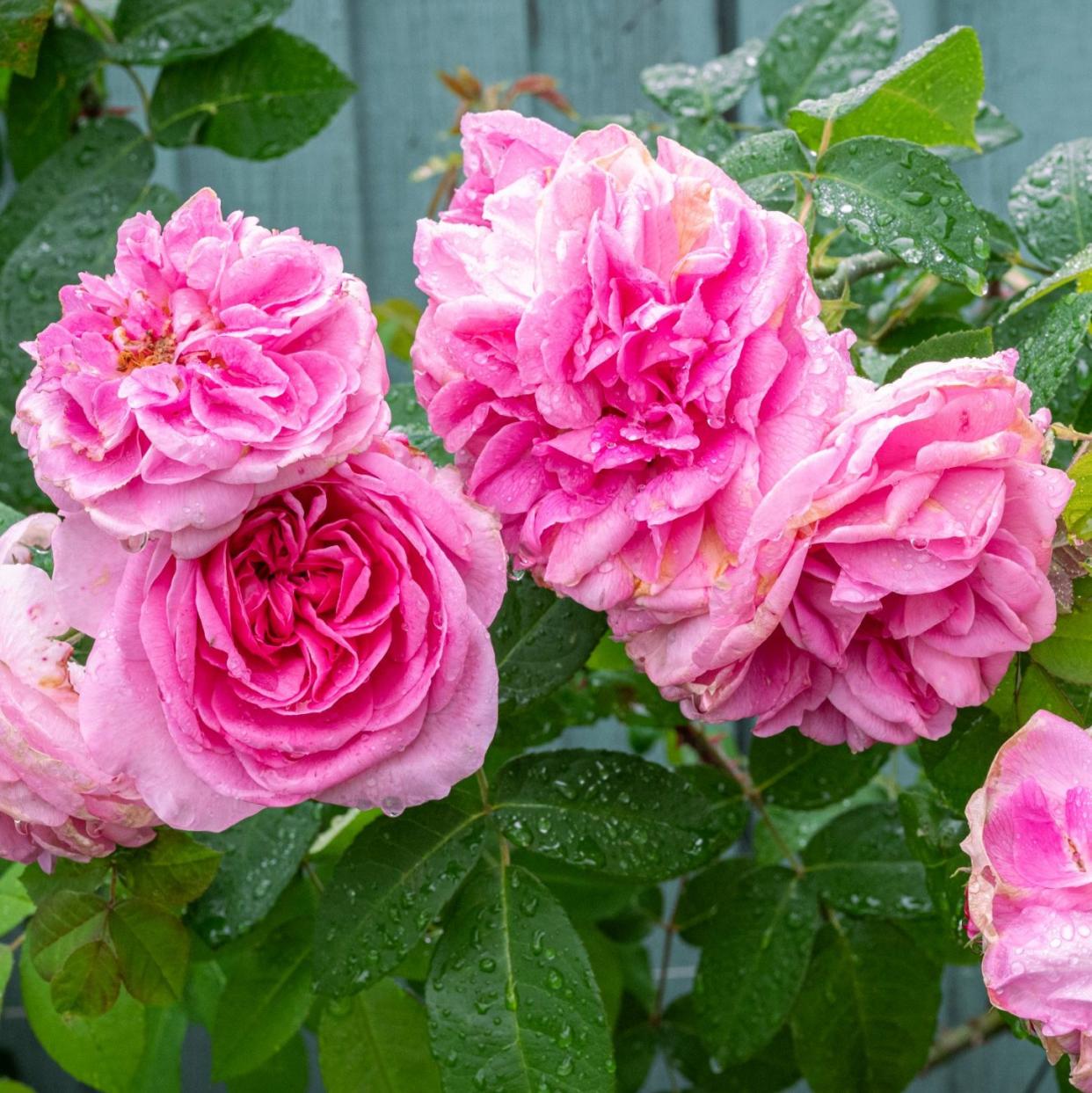 Rosa 'Gertrude Jekyll'