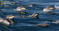 Dolphins cruising along our whale watching boat in the Monterey Bay. Taken February 15, 2013. (Photo and caption Courtesy Kate Cummings / National Geographic Your Shot) <br> <br> <a href="http://ngm.nationalgeographic.com/your-shot/weekly-wrapper" rel="nofollow noopener" target="_blank" data-ylk="slk:Click here;elm:context_link;itc:0;sec:content-canvas" class="link ">Click here</a> for more photos from National Geographic Your Shot.