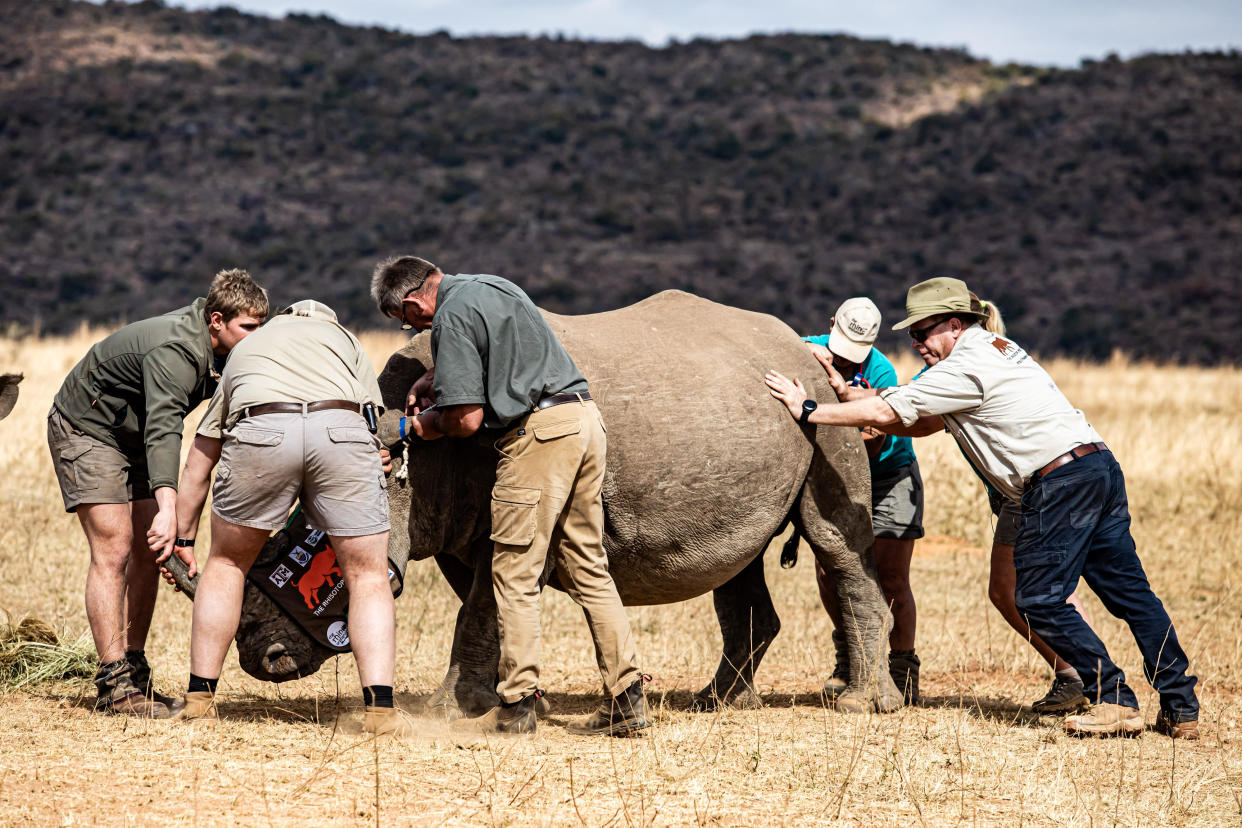 Members of the Rhisotope Project prepare to install a radioactive pellet into the horn of a rhino at a rhino orphanage in Mokopane, Limpopo district, South Africa, on Tuesday, June 25, 2024.  / Credit: Cebisile Mbonani/Bloomberg via Getty Images