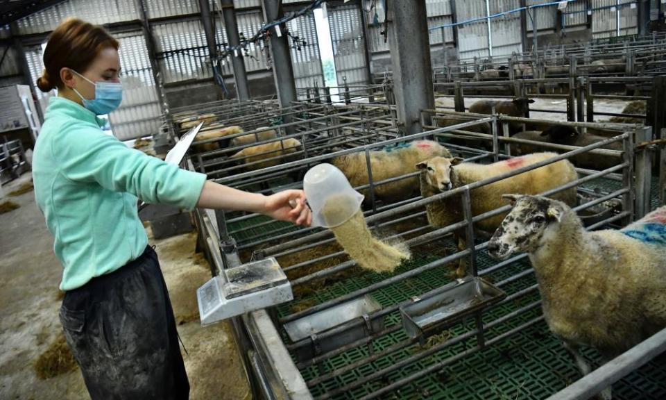 Sheep are fed seaweed extract to reduce their methane emissions in Ireland in August 2021.