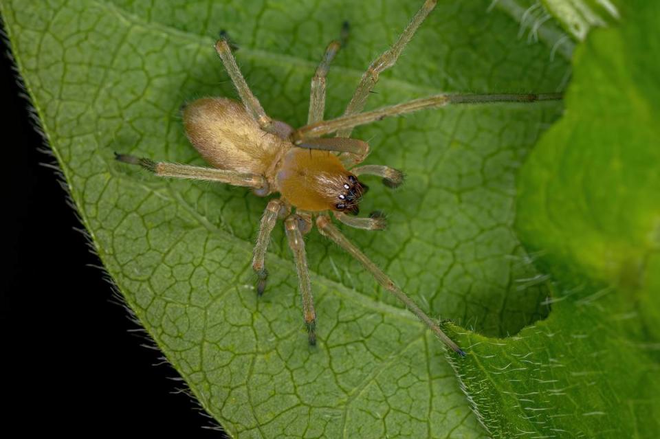 Yellow sac spiders can be yellow, white or greenish, as seen in this file photo. The spider is found in Kansas.