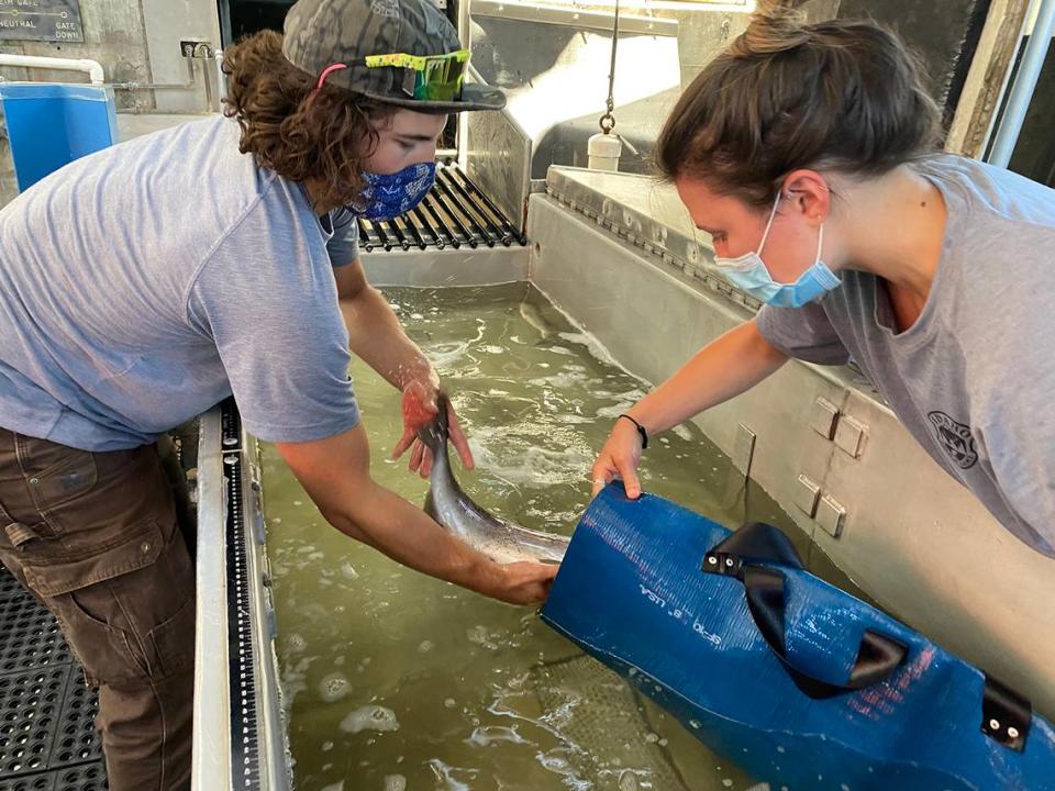 Technicians Kyle King, left, and Lara Breitkreutz trap a salmon at Lower Granite Dam on the Snake River in eastern Washington for trucking past warm water to safety.