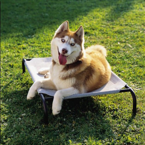 Elevated Pet Bed