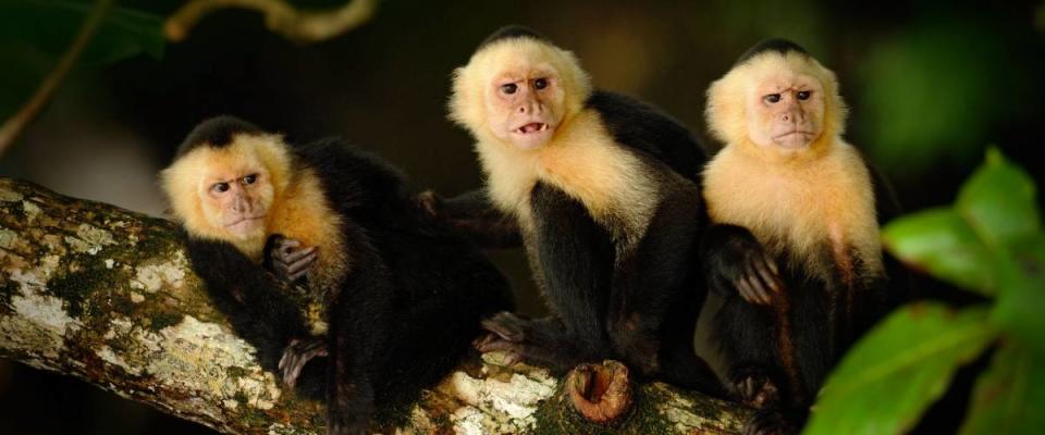 White-headed Capuchin, Cebus capucinus, black monkeys sitting on the tree branch in the dark tropical forest, animals in the nature habitat, wildlife of Costa Rica.