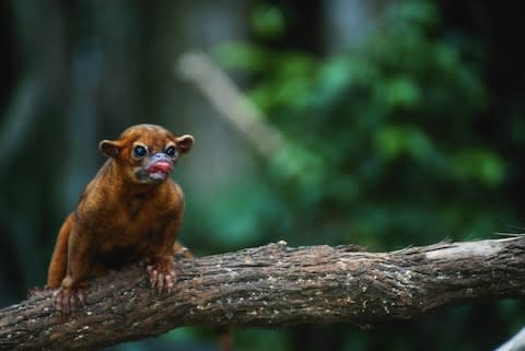 A kinkajou - Credit: GETTY