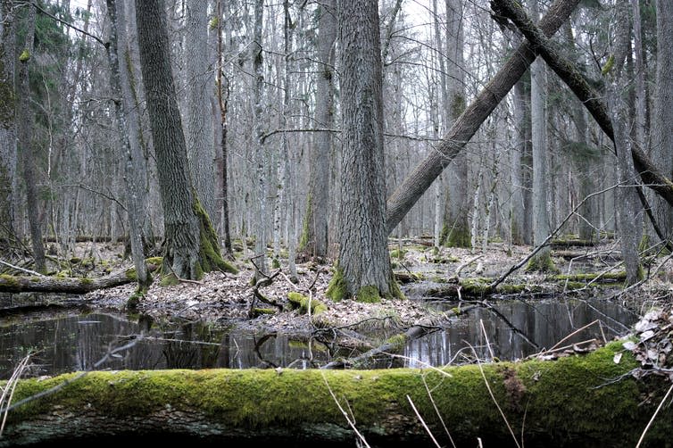 Gloomy forest with dead trees