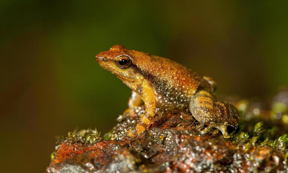 This undated photograph shows one of the 14 new species of so-called dancing frogs discovered by a team headed by University of Delhi professor Sathyabhama Das Biju in the jungle mountains of southern India. The study listing the new species brings the number of known Indian dancing frogs to 24 and attempts the first near-complete taxonomic sampling of the single-genus family found exclusively in southern India's lush mountain range called the Western Ghats, which stretches 1,600 kilometers (990 miles) from the west state of Maharashtra down to the country's southern tip. (AP Photo/Satyabhama Das Biju)