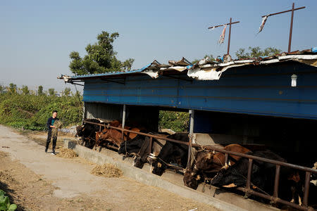 Bullfighter Ren Ruzhi, 24, feeds bulls used for fighting at the stable of the Haihua Kung-fu School in Jiaxing, Zhejiang province, China October 27, 2018. REUTERS/Aly Song