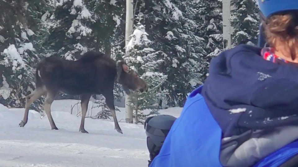 Moose protects calf from skiers at Steamboat Resort Colorado