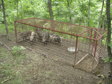 Trapped feral swine are pictured in this undated handout from the U.S. Department of Agriculture, Animal and Plant Health Inspection Service. REUTERS/USDA APHIS/Handout via Reuters