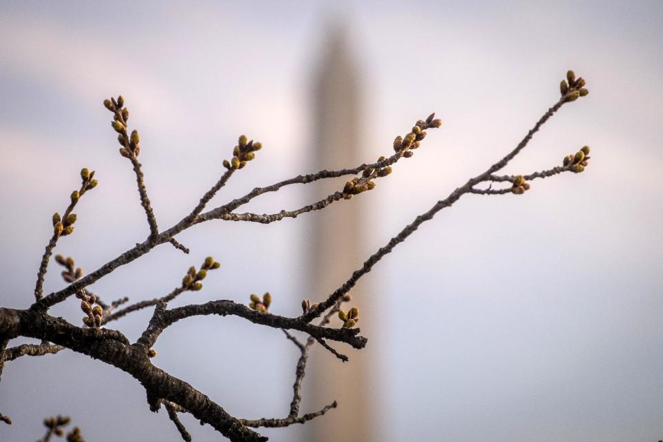 The Washington Monument is seen beyond buds on Cherry Blossoms trees around the Tidal Basin in Washington, against the early morning sky, Wednesday, April 2, 2014. The annual Cherry Blossom festival in the Nation's Capital ends April 13, 2014. (AP Photo/J. David Ake)