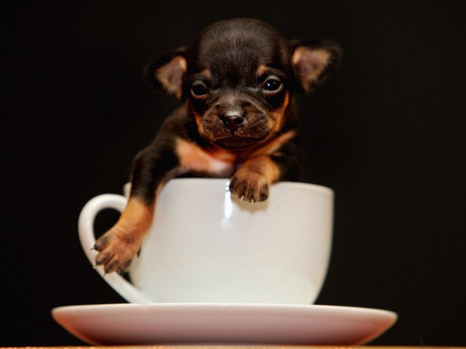 A three-week old puppy named Tom Thumb who measured 6 inches long in 2009.