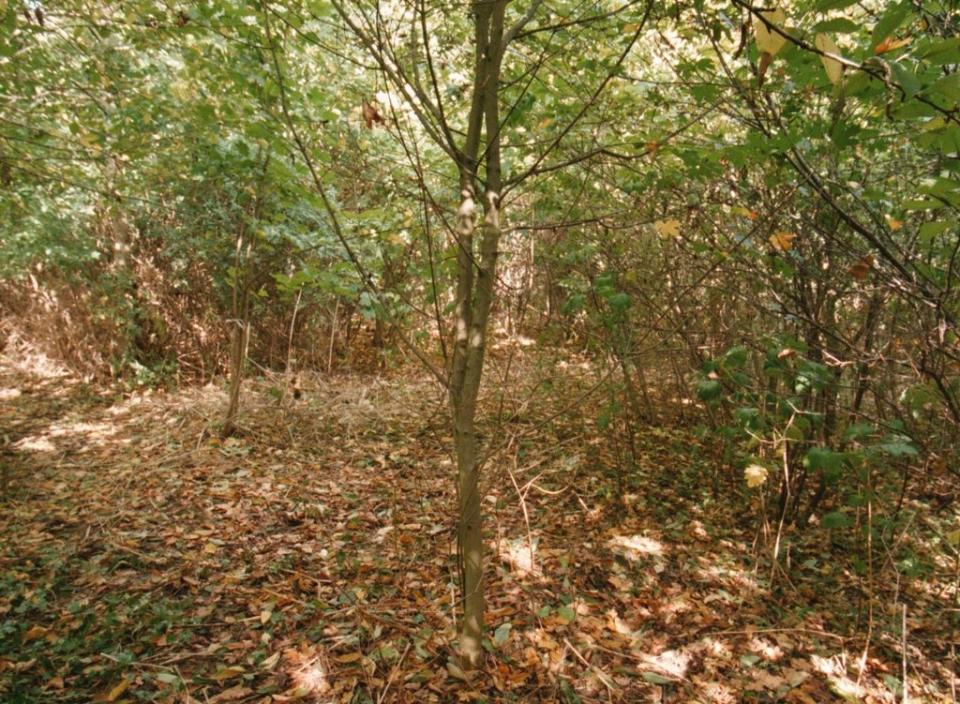 The copse in Peterborough where Rikki Neave’s body was found (Alan Waters/PA) (PA Archive)