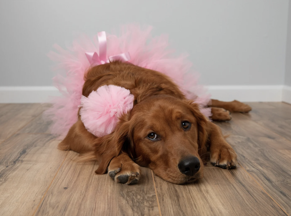 brown dog laying on floor wearing Pink Tutu