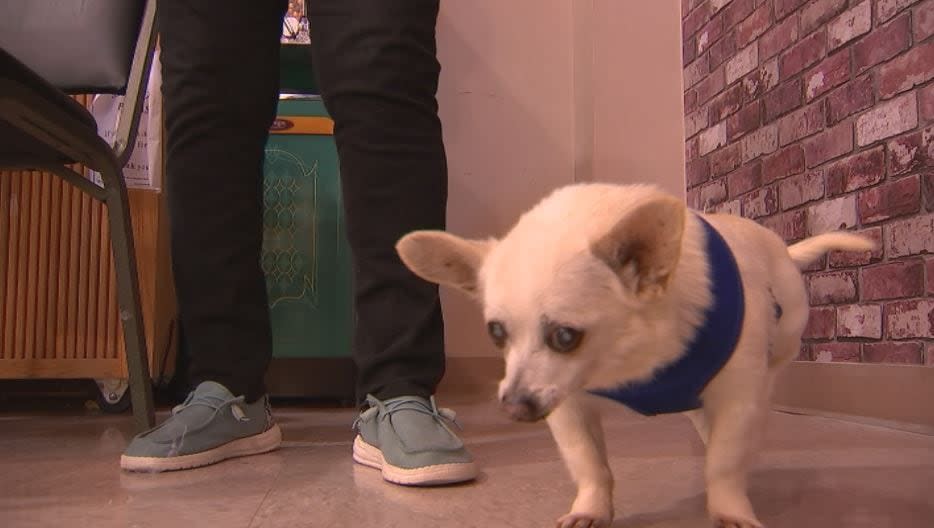 A Preble County Chihuahua hit a huge milestone today —his 23rd birthday!