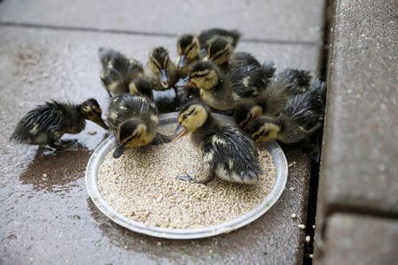 Wild ducklings eat out of a feeder on a high rise apartment roofdeck on the Upper East Side section of New York May 8, 2014. REUTERS/Shannon Stapleton