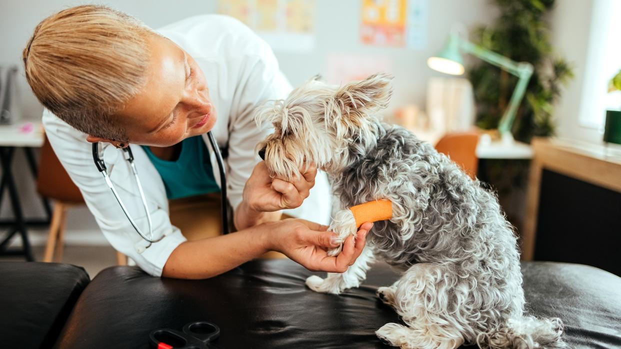  Female vet examining small dog in clinic. 