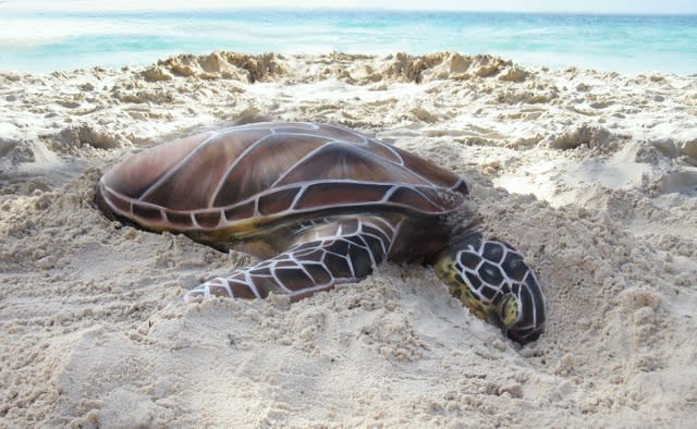 Can you see what's unusual about this turtle on the beach?