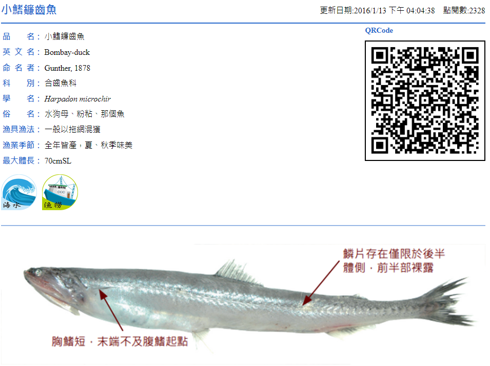 小鰭鎌齒魚，在中國稱「豆腐魚」，在台俗稱「那個魚」 / 圖片翻攝自 漁業署
