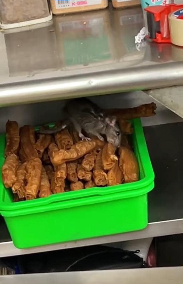 老鼠窩在油條堆裡享用大餐。（圖／翻攝自爆廢公社二館）