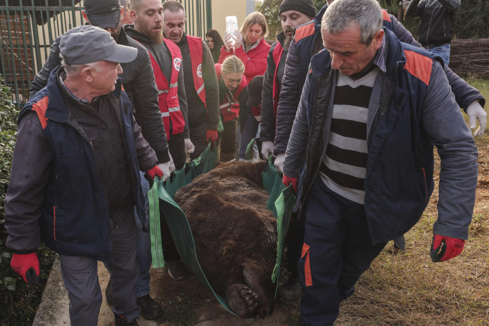 Activists from animal rights charity "Four Paws" carry a sedated brown bear named Mark, after it was rescued from a small cage in Tirana, , on Wednesday, Dec. 7, 2022. Mark a 24-year-old bear was kept at a cage for 20 years at a restaurant in the capital Tirana. Albania's last brown bear in captivity has been rescued by an international animal welfare organization and taken to a sanctuary in Austria.(AP Photo/Franc Zhurda)