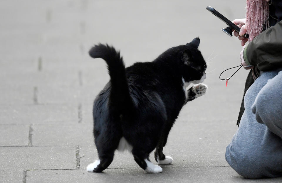 Palmerston, the Foreign Office cat, is seen outside Downing Street in London, Britain March 11, 2020. REUTERS/Toby Melville