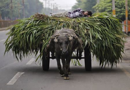 A man lies on a heap of fodder, which was removed from a sugarcane field, on a cart pulled by a bull in Muzaffarnagar in the northern Indian state of Uttar Pradesh July 19, 2014. REUTERS/Anindito Mukherjee