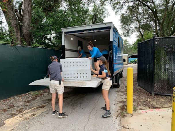 PHOTO: Zoo Tampa's animal care team transfer red wolves indoors to keep them safe ahead of Hurricane Ian's arrival.  (Zoo Tampa)