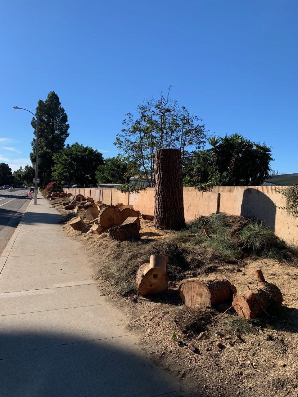 Removed trees are seen on Thille Street adjacent to the Imperial Ventura Mobile Home Estate.