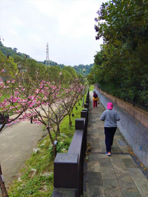 走在五分埤溪旁櫻花步道上。