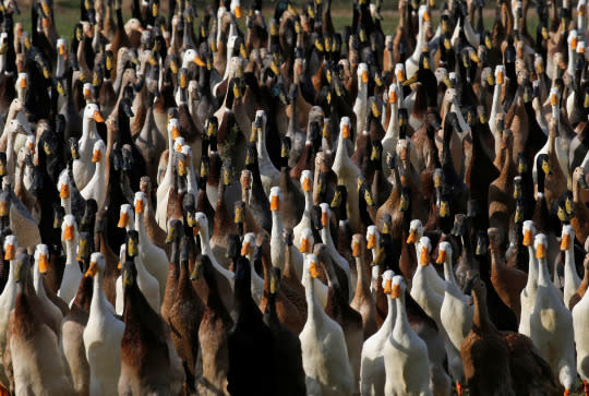 <p>Indian Runner ducks march past farm buildings at the Vergenoegd wine estate near Cape Town, South Africa, May 16, 2016. (REUTERS/Mike Hutchings) </p>