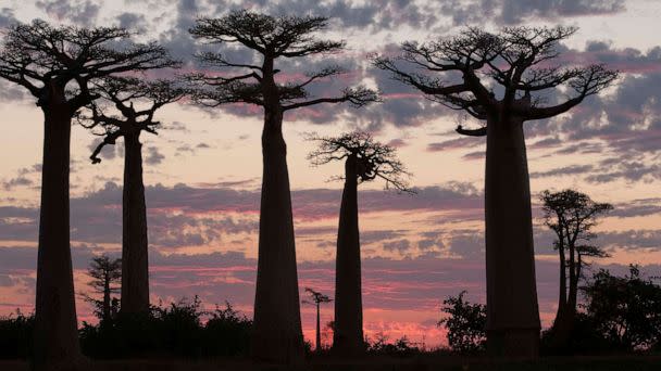 PHOTO: Sunrise in Madagascar. A typical sunrise on the island of Madagascar, which is home to several species of baobab. (He Xianfeng/Xinhua via Getty Images)