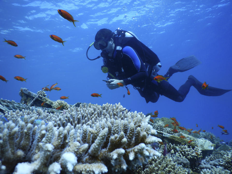 This Thursday, Jan. 17, 2019 photo, provided by the Interuniversity Institute for Marine Sciences, IUI, shows corals at the institute's coral farm in the Red Sea city of Eilat, southern Israel. As the outlook for coral reefs across our warming planet grows grimmer than ever, scientists have discovered a rare glimmer of hope: the corals of the northern Red Sea may survive, and even thrive, into the next century. The coral reefs at the northernmost tip of the Red Sea are exhibiting remarkable resistance to the rising water temperatures and acidification facing the region, according recent research conducted by IUI. (Interuniversity Institute for Marine Sciences/Dror Komet via AP)