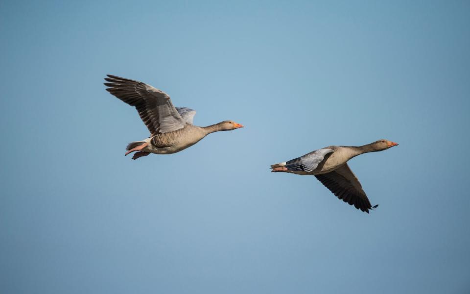 Greylag geese - Getty