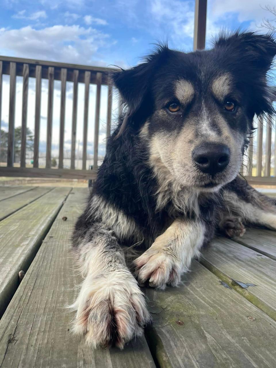 Pawl Ruff, whose real name is Waffle House, is a 2-year-old, 65 pound, Australian Shepherd mix who resembles Ant-Man actor Paul Rudd. Now, the shelter thinks Paul Rudd should adopt his lookalike.