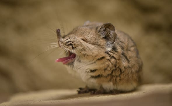 Two adorable sengis make debut at Chester Zoo