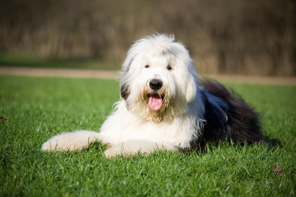 bobtail dog lying comfortably on the grass