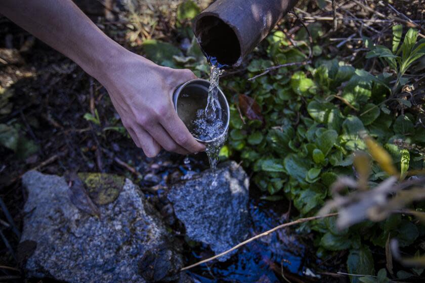 Rimforest, CA - December 04: Activist Bridger Zadina fills a cup with spring water from a pipe beside one of the stone structures where the company BlueTriton Brands collects water and sends it flowing through pipes across the San Bernardino National Forest. Photos taken in San Bernardino National Forest on Saturday, Dec. 4, 2021, near Rimforest, CA. (Allen J. Schaben / Los Angeles Times)