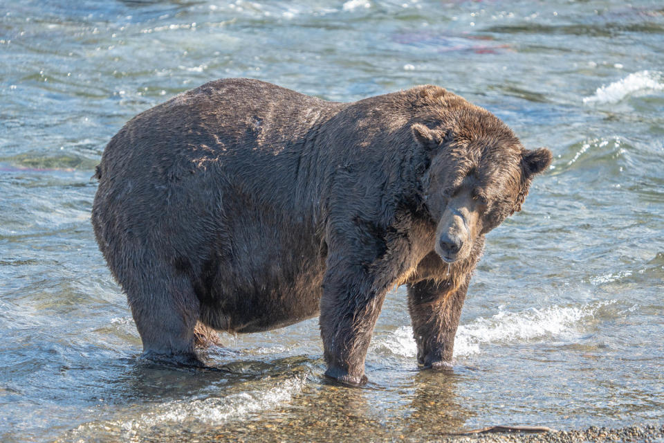 A large brown bear stands at the shore with his feet in the water up to his ankles. (Courtesy F. Jimenez / NPS)