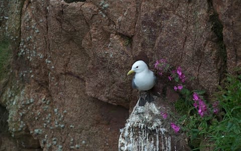 A Black-legged Kittiwake Rissa tridactyla at Bullers of Buchan Aberdeenshire Scotland - Credit:  David Tipling Photo Library / Alamy Stock Photo