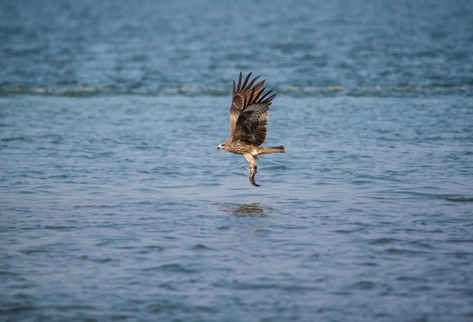 Der Schwarzmilan ist in der Nähe von Gewässern anzutreffen und wird deshalb auch als Wassermilan bezeichnet. Er frisst zwar Säugetiere und Aas, fängt aber auch gerne mal einen Fisch. Außerdem klaut er auch anderen Vögeln ihre Beute. Wenn es kalt wird, macht sich der Schwarzmilan auf den Weg nach Afrika. (Bild: iStock/Abhishek S Padmanabhan)