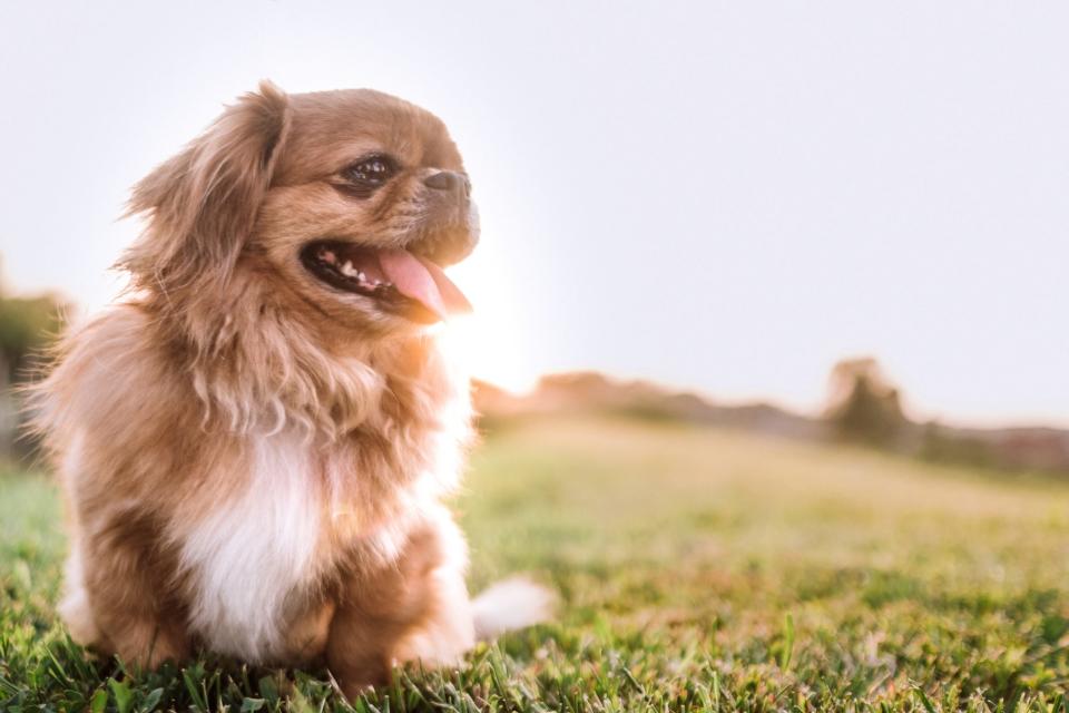 Pekingese