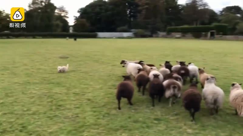 白色牧羊犬被羊群追著跑。（圖／翻攝自梨視頻）