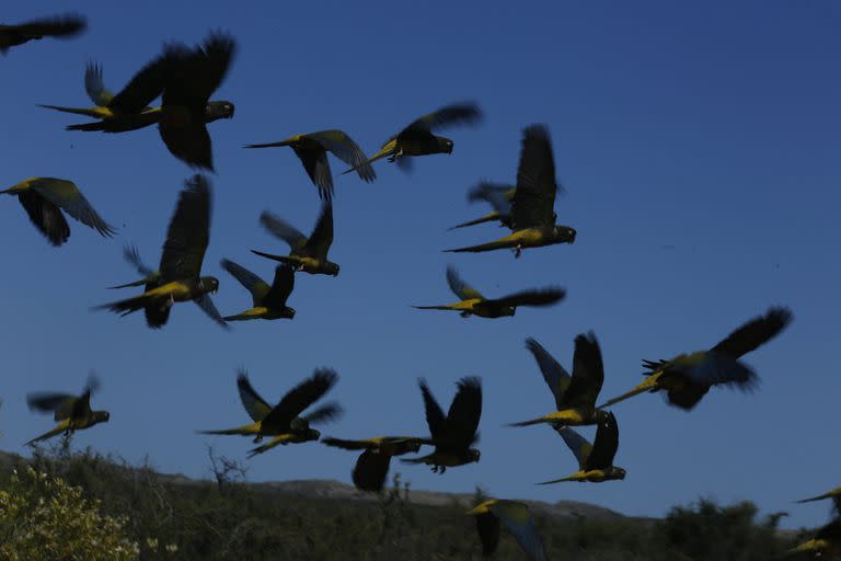 Las tierras de Punta Mejillón están dentro de la Reserva Natural Caleta de los Loros