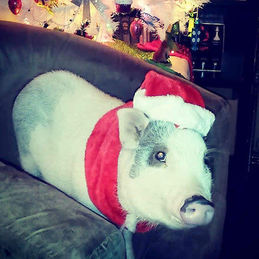 15 furry friends who do not share your Christmas spirit