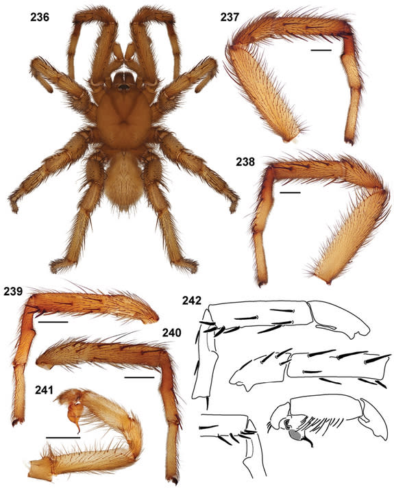 Named for the fearsome, predatory desert creature inhabiting a Tatooine desert pit (and having a taste for fresh Jedi,) California trapdoor spiderAptostichus sarlacc was described in the journal ZooKeys in 2012, one of thirty-three new species