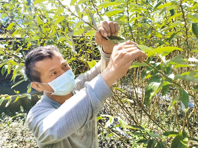 三星鄉因為獨特的氣候及地理環境，非常適合栽種銀柳。（胡健森攝）