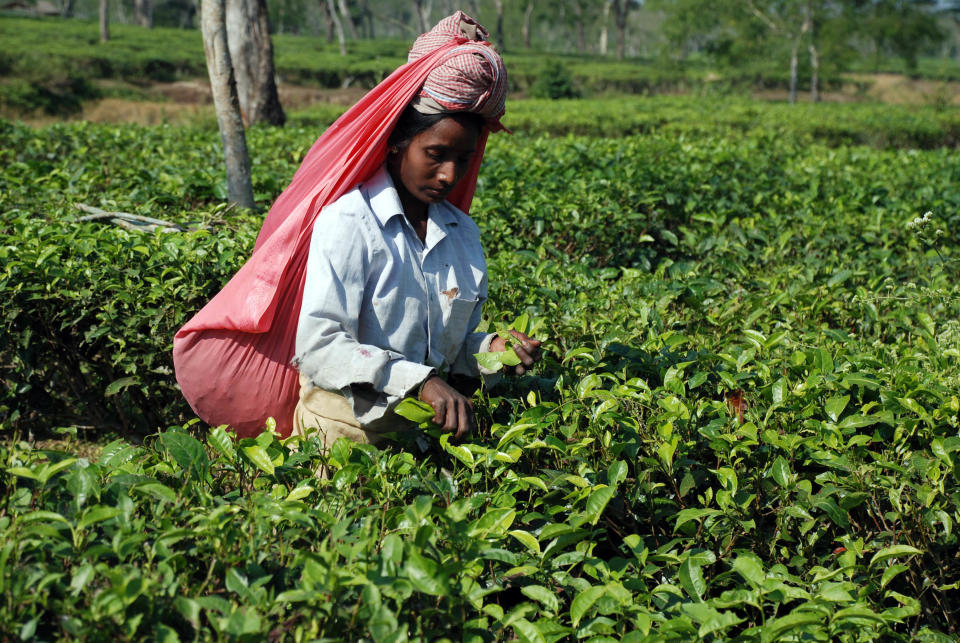 In this photo taken Nov. 30, 2012, a tea plucker works on the Gatoonga Tea Estate in Jorhat in Assam, India. Assam is a must for tourists interested in tea and the lifestyle of its planters. Several colonial era bungalows and mansions are now open to visitors for overnight stays. (AP Photo/Denis Gray)